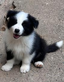 Border collie