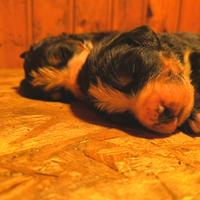 Cucciolata di bovaro del Bernese