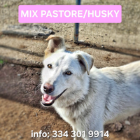 Luna, 9 mesi, taglia media