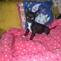 Cagnolina stupenda Chihuahua toy da borsetta