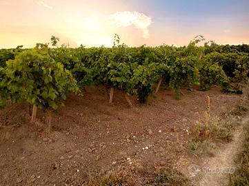 Terreno agricolo Puglia