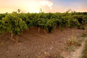 Terreno agricolo Puglia