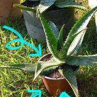 4 piante di Aloe Vera