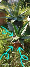 4 piante di Aloe Vera
