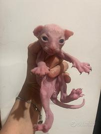 Cuccioli Sphynx