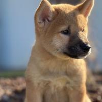 I migliori cuccioli italiani ( shiba inu )
