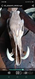 testa di cinghiale su supporto di legno 