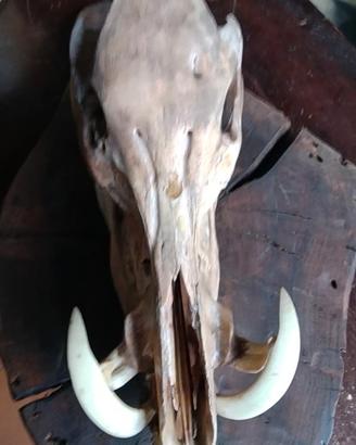 testa di cinghiale su supporto di legno 