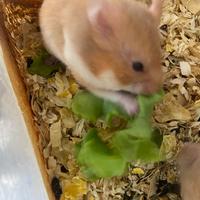 Criceti Siriani winter white