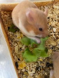 Criceti Siriani winter white