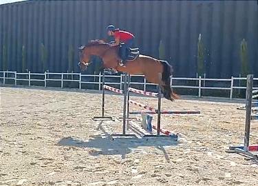 Cavallo