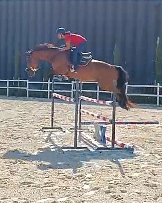 Cavallo