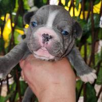 Bulldog francese blu e bianco