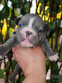 Bulldog francese blu e bianco