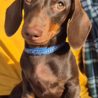 Bassotto nano calimero of green haven