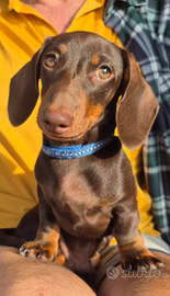 Bassotto nano calimero of green haven