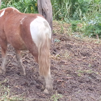 Pony di 2 anni pezzato