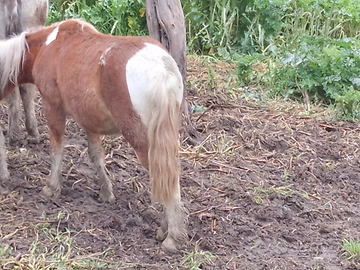 Pony di 2 anni pezzato