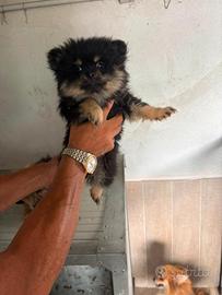 Spitz pomerania