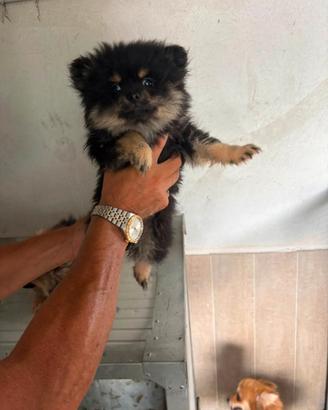 Spitz pomerania
