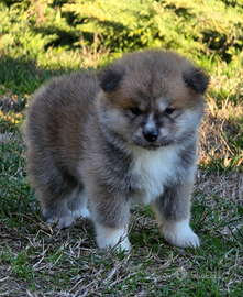 Cucciolo Akita Inu