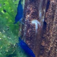 Gamberetti Neocaridine e caridine