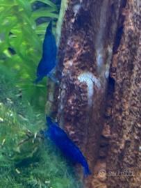 Gamberetti Neocaridine e caridine