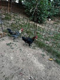 Galline