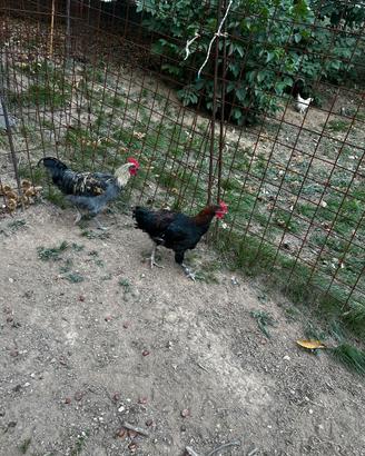 Galline