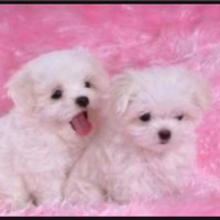 Maltese mini toy coreani