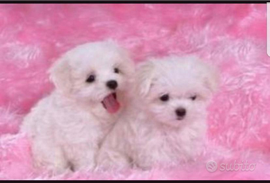 Maltese mini toy coreani