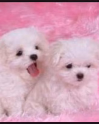 Maltese mini toy coreani