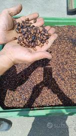 NOCCIOLINO PER STUFE