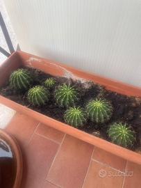Piantine grasse