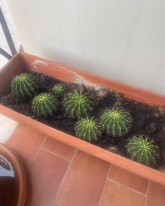 Piantine grasse