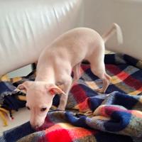 Piccolo Levriero Italiano