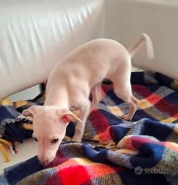 Piccolo Levriero Italiano