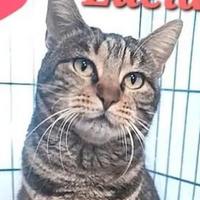 Femmina - 2 anni circa