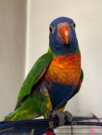 Lory Arcobaleno