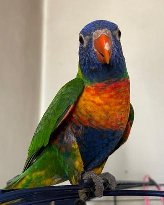 Lory Arcobaleno