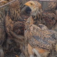 Pulcinotti Brahma perniciato oro a maglia nera