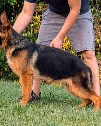cucciolo di pastore tedesco 