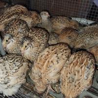 Quaglie jumbo di varie età