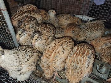 Quaglie jumbo di varie età