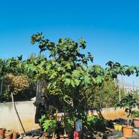 solanum chrysotrichum 