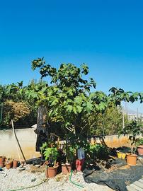 solanum chrysotrichum 