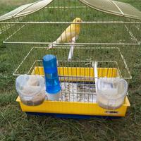 Canarina Timbrado Spagnolo