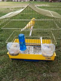 Canarina Timbrado Spagnolo