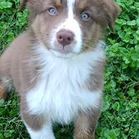 Cuccioli PASTORE AUSTRALIANO