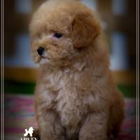 Mini toy maschietto e femmina